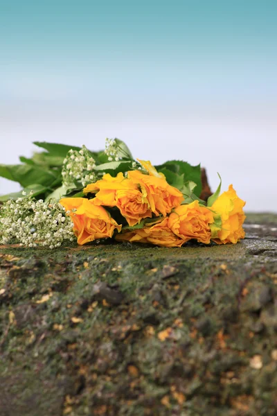 Withering Yellow Roses — Stock Photo, Image