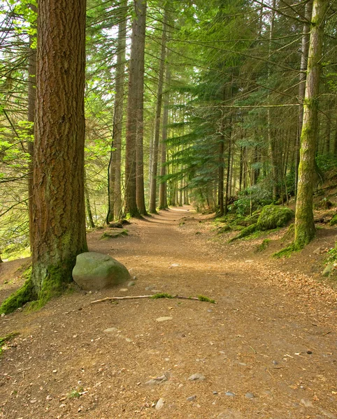 Pathway in the forest — Stock Photo, Image