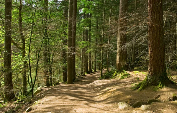 Pathway in the forest — Stock Photo, Image