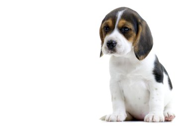 Beagle köpek yavrusu