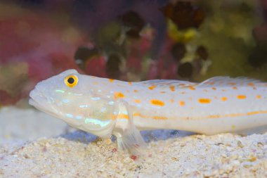 Diamond Goby clipart