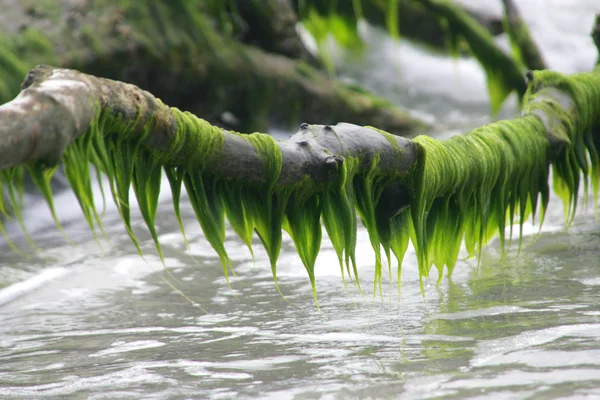 녹색 조류 — 스톡 사진