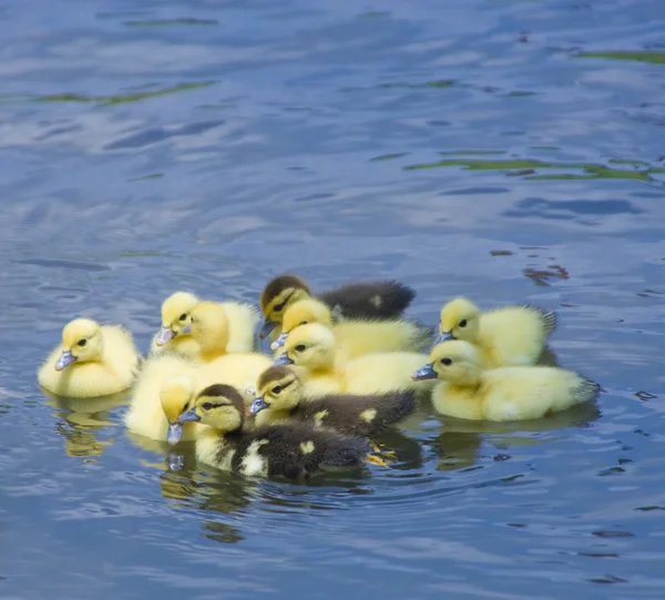 Stock image Group of baby ducks swimming in a pond