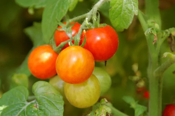 stock image Tomatoes