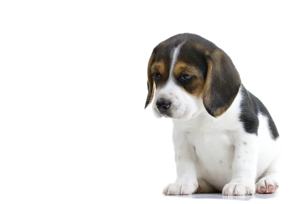 Beagle kiskutya — Stock Fotó