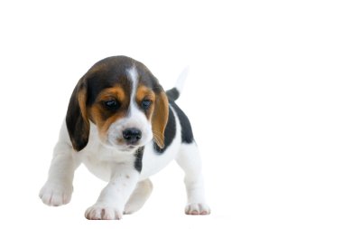 Beagle clipart