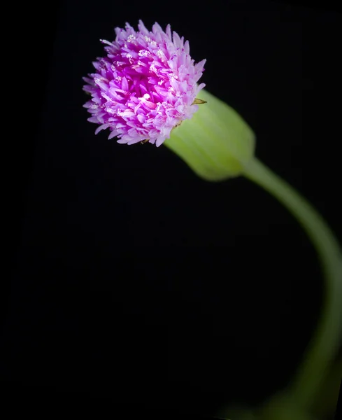 stock image Flower