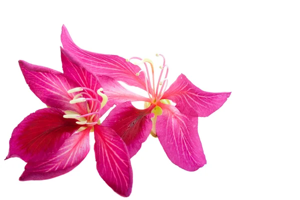 Flor de orquídea de Hong Kong Imágenes de stock libres de derechos