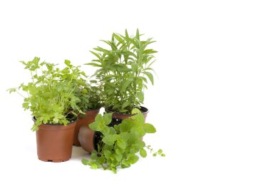 Herbs clipart