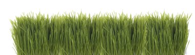 Grass clipart