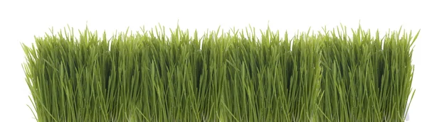 stock image Grass