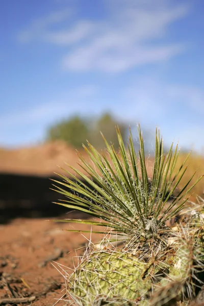 Kaktus med grunt dof — Stockfoto