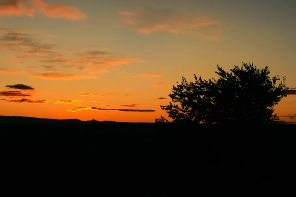 Драматичний Схід Сонця Одним Деревом Стокове Фото