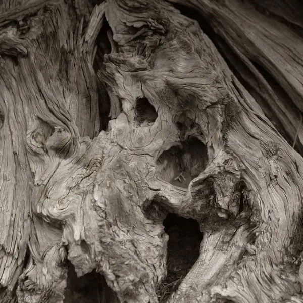오래 된 나무 로열티 프리 스톡 이미지