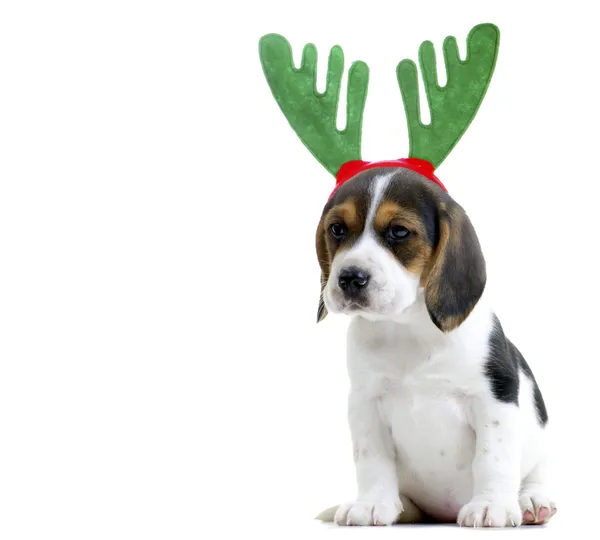 Cachorro Beagle Imagen de stock