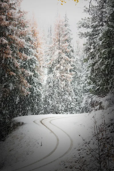 Snowy road with tire tracks Royalty Free Stock Photos