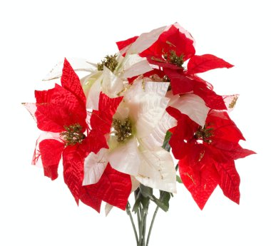 Poinsettia clipart