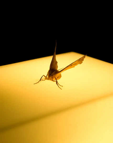 Night Butterfly — Stock Photo, Image