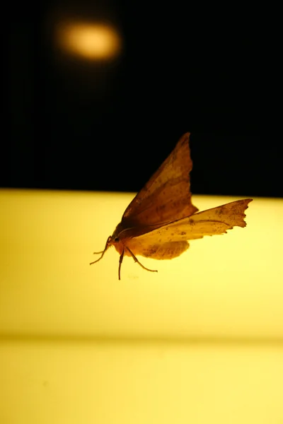 Ночная бабочка — стоковое фото