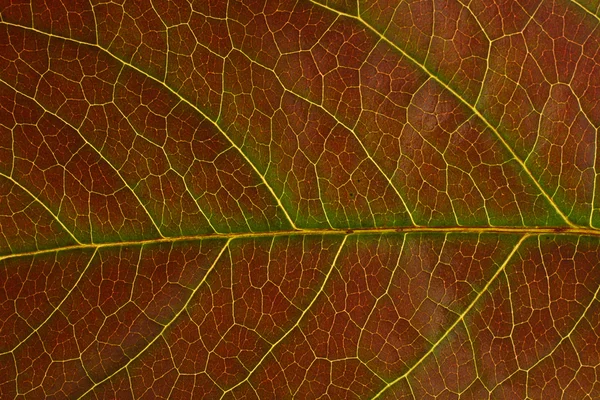Makro çekim yaprak — Stok fotoğraf