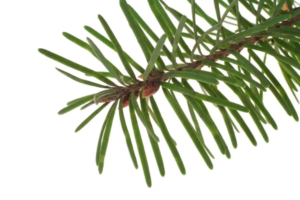 stock image Branch of the spruce