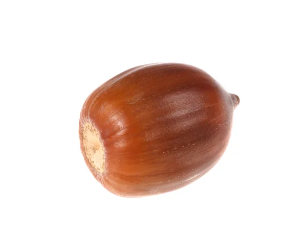 Bruin acorn — Stockfoto