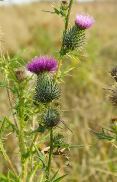 stock image Thistle