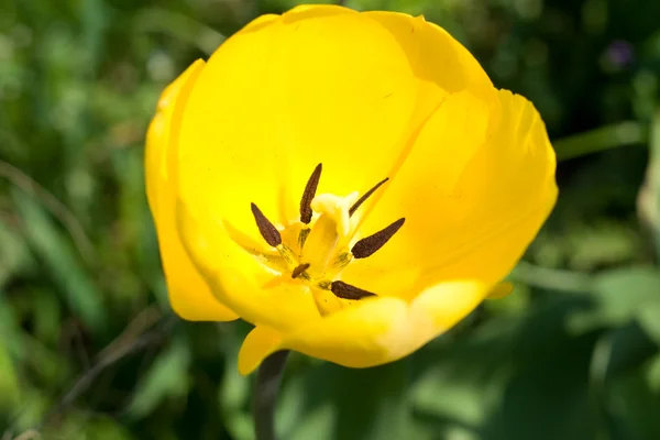 stock image Yellow Tulip