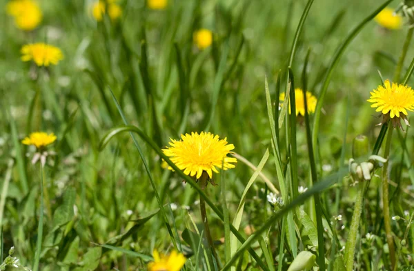 Dandelion In The Grass — Stock Photo, Image