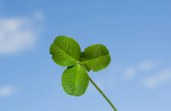 stock image Clover