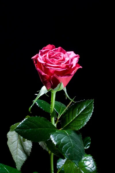 美丽的红玫瑰在黑色 — 图库照片