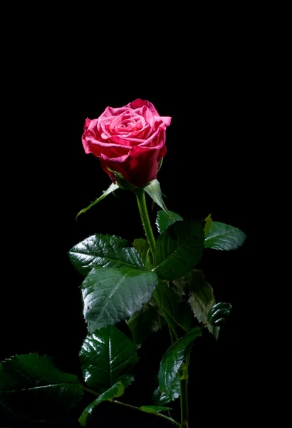 Beautiful red rose on black — Stock Photo, Image