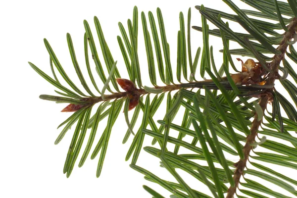 Branch of the spruce Stock Picture