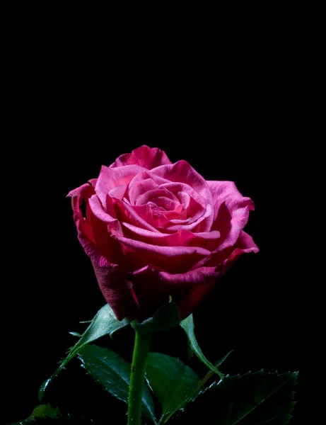 Rosa vermelha bonita em preto — Fotografia de Stock