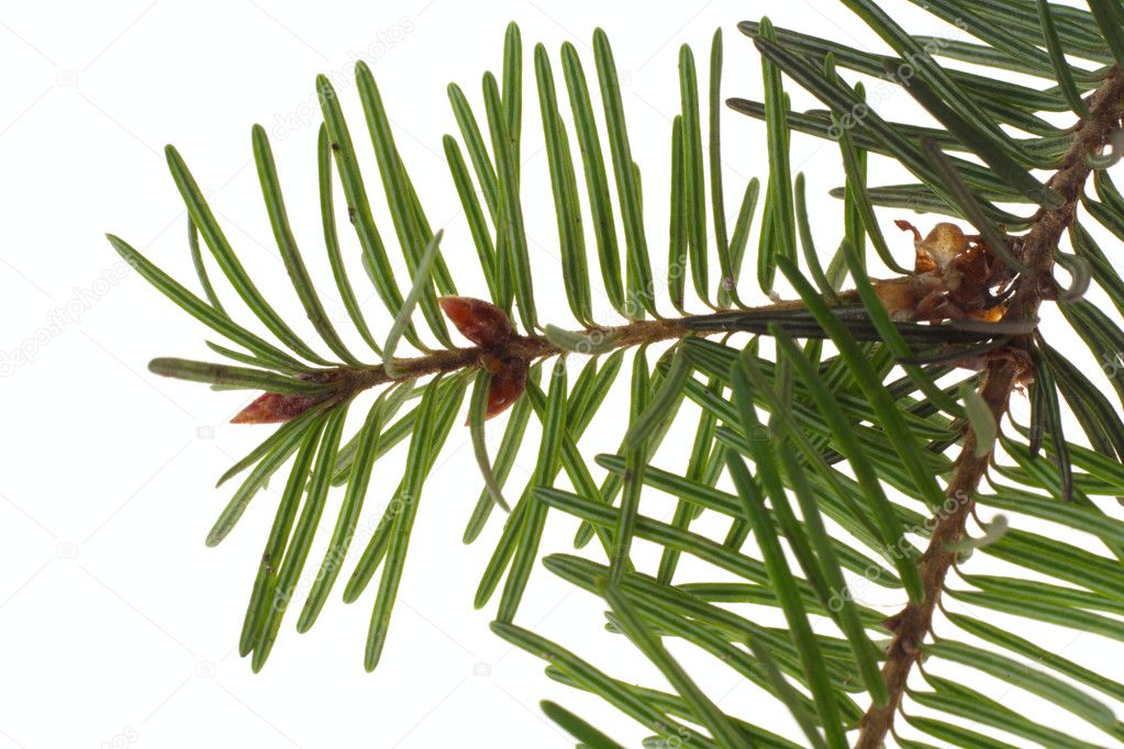 Branch of the spruce