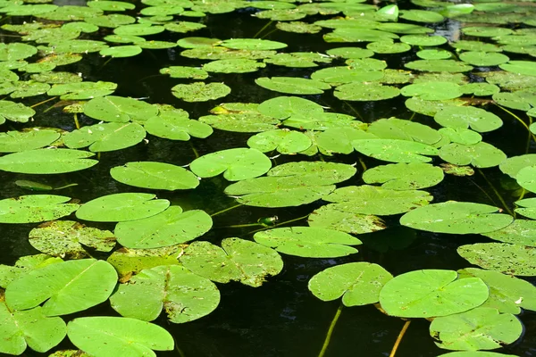 Stock image Green lily pads