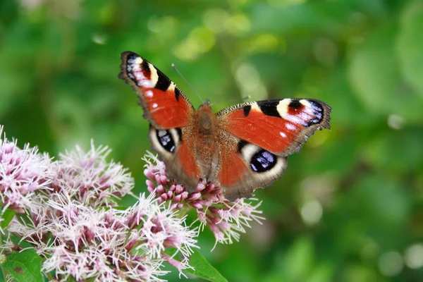 stock image Butterfly On The Flower