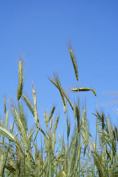 stock image Crop in growth of unripe cereal