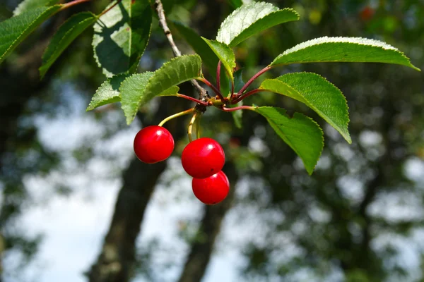 stock image Cherry