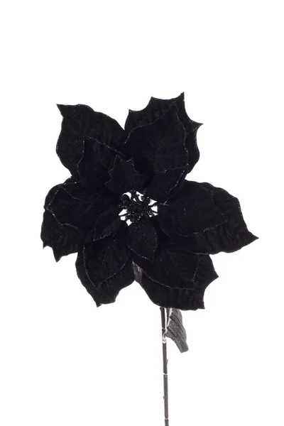 Siyah çiçek — Stok fotoğraf