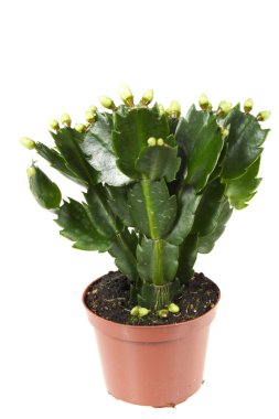 Zygocactus