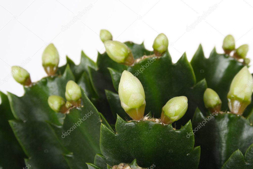 Zygocactus