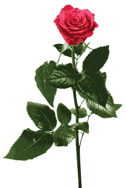 Hermosa rosa roja — Archivo Imágenes Vectoriales