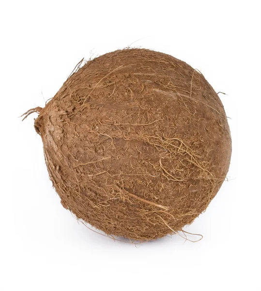 Один кокос — стоковое фото