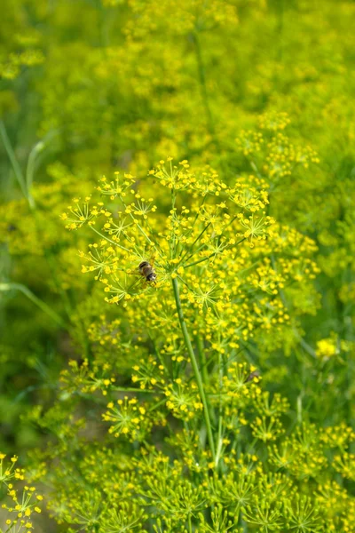 stock image Blooming fennel in a garden