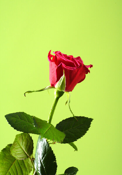 Beautiful red rose photo on the green background