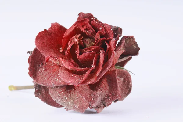 stock image Dry rose with drops of water