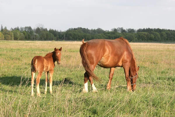 stock image The horse and foal