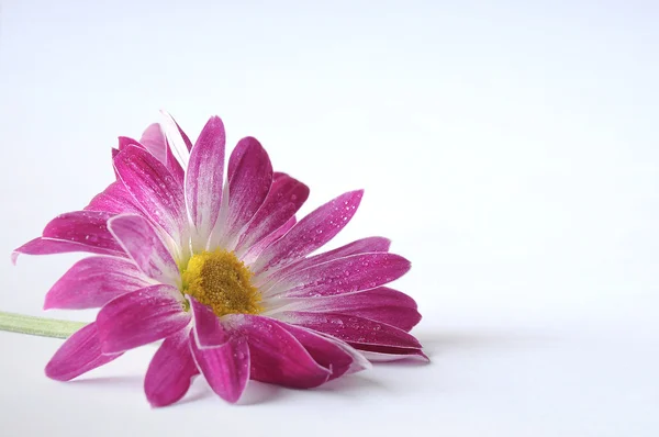 stock image One chrysanthemum