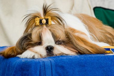 Shih Tzu